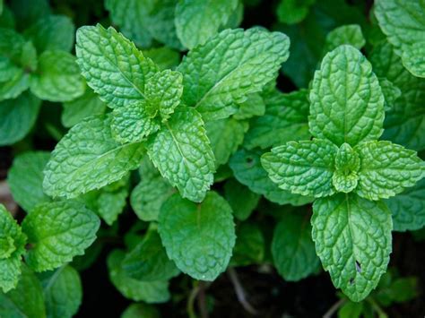 care  peppermint   grow peppermint plants