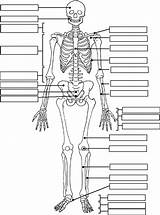 Label System Skeleton Skeletal Visit Worksheet Physiology sketch template