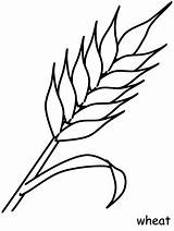 Wheat Plant Coloring Pages Game Print sketch template