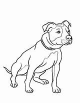 Coloring Pitbull Bull Pit Pages Dog Drawing Nose Red Clipart Line Drawings Printable Pitbulls Animal Coloringcafe Colouring Color Getdrawings Puppy sketch template