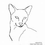 Cat Siamese Coloring Drawing Line Headstudy Drawings Pages Color Own Designlooter 61kb 500px Paintingvalley sketch template