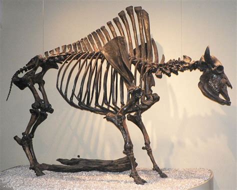 bison skeleton animal skeletons skeleton anatomy animal bones