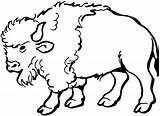 Buffalo Coloring Pages Bison Printable Animals Wildlife Animal Clipart sketch template