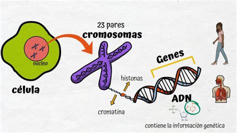 Descubre La Clara Diferencia Entre Cromosomas Y Genes Todo Lo Que