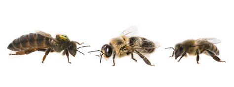 bees tiaki bees