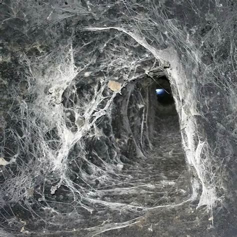 killer spiders spiders webs  chimneys  flues
