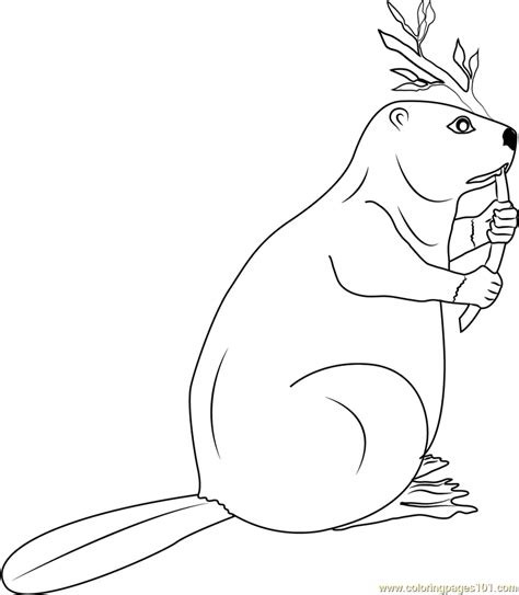 canadian beaver coloring page  kids  beaver printable coloring
