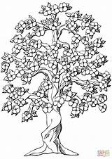 Gum Coloring Pages Tree Getdrawings sketch template