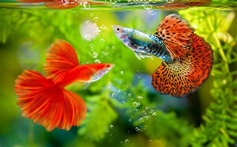 hidden environmental impacts  tropical fish aquariums earthcom