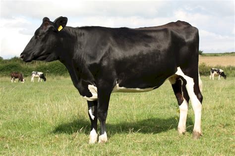 livestock supplies  tested friesian holstein dairy replacement heifers