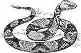 Cascabel Serpiente Criado sketch template