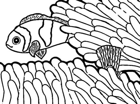 anemon  clown fish playground coloring pages  place  color