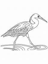 Coloring Heron Egret Pages Running Water Printable Designlooter 1000px 2kb Print Getcolorings sketch template