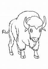 Buffalo Coloring Drawing Pages Simple Kids Printable Paintingvalley Result Head Google Pdf sketch template