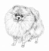 Spitz Pomeranian Volpino Pomerania Cani Cane Animali Shiba Inu Tedeschi Tedesco Disegnare Matita Dipinti sketch template