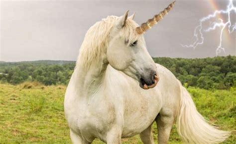 Newly Discovered Fossil Shows Unicorns Were Real Your Daily Dish