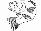 Fish Bass Coloring Pages Color Largemouth Drawing Realistic Striped Bend Body His Printable Template Print Getdrawings Templates Getcolorings Sketch sketch template