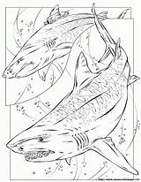 Coloring Megalodon Pages Shark Popular sketch template