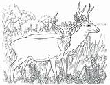 Deer Mule Coloring Pages Getcolorings Color sketch template