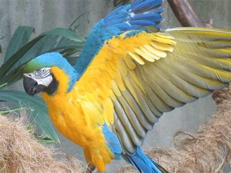 fileblue gold macaw wings outstretchedjpg wikipedia