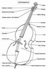 Contrabajo Instrumentos Despiece Viola Musicales Enciclopedia Contrabbasso Instrumento Cuerda Everipedia sketch template