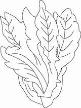 Lettuce Coloring Pages Vegetables Recommended sketch template