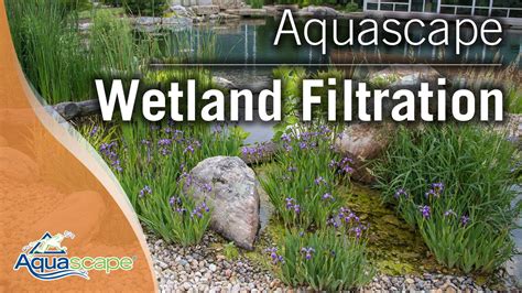 wetland filtration youtube