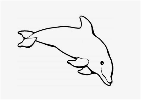 dolphin coloring page  coloring pages  coloring books  kids