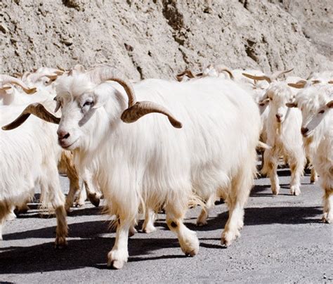 images  pashmina goat cabra de cachemira