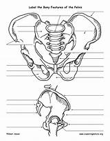 Pelvis Features Bony Anatomy Pdf Exploringnature sketch template
