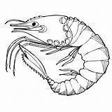 Shrimp sketch template