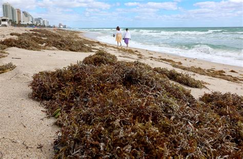 whats sargassum bloom floridas seaweed blob  offer  climate solution bloomberg