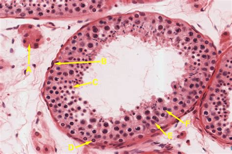 Male Reproductive System Histology