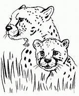 Coloring Pages Cute Cheetah Baby Print sketch template