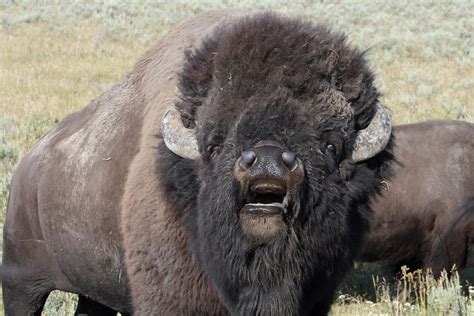 foolish tourist  provokes  massive bison   road