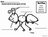 Ant Parts Body Ants Preschool Label Labeling Kindergarten Worksheet Insect Chart Grade Activities Classroom Science Class Pages Diagram Worksheets Tree sketch template