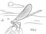 Damselfly Coloring Pages Blue Printable Supercoloring Dragonfly Categories sketch template