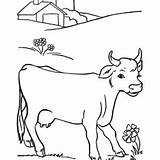Cows Coloring Pages Flower Favorite Jumping Moon Stars Over sketch template