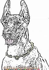 Coloring Pages Dog Doberman Printable Adults sketch template