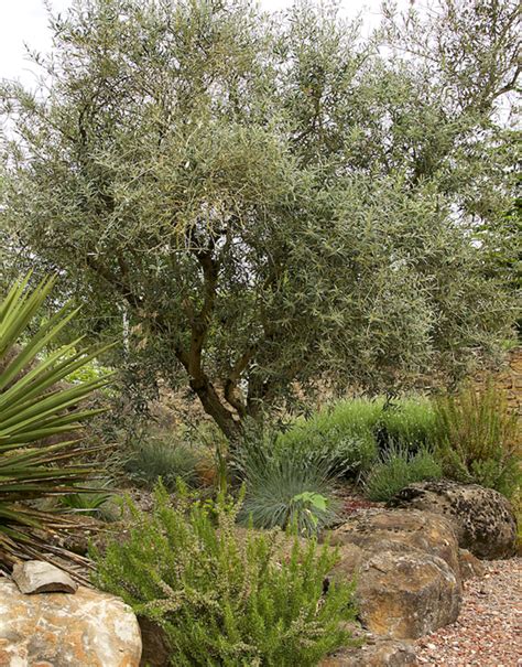 grow care  olive trees garden design