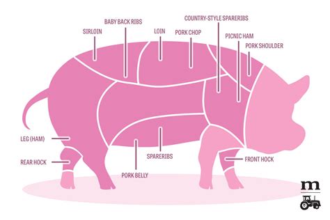 pork cuts 101 a diagram modern farmer