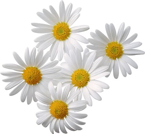 yellow flowers png  transparent background png png   png