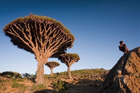 muito mais verde imagens incriveis da natureza