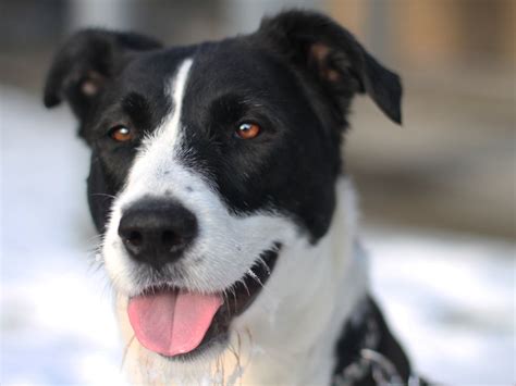 Elly Border Collie Mix