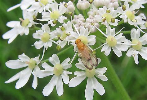 spotted flutter fly gedling conservation trust nottingham