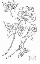Rose Transfers Knots Drawings Floral Restful sketch template