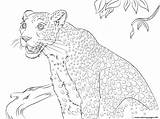Leopard Coloring Pages Cute Panther Snow Baby Printable Clouded Color Print Getcolorings Comments sketch template
