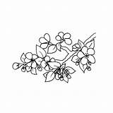 Cerisier Coloriage Fleurs Japonaises sketch template