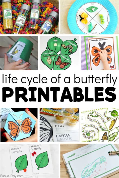 life cycle   butterfly printables butterfly life cycle