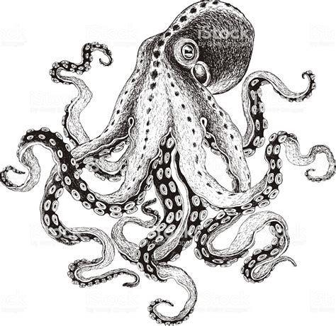 pin  tatevik melkumyan  drawings octopus drawing octopus tattoo